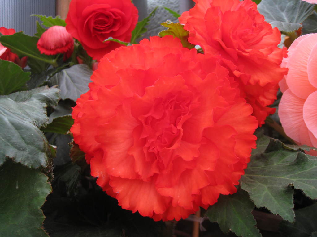 B. ‘Song of Norway’